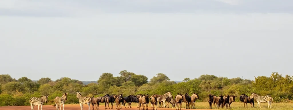 Sustainable Airstrips